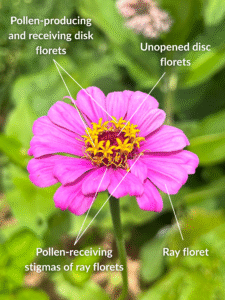 A diagram of the botanical parts of a pink zinnia