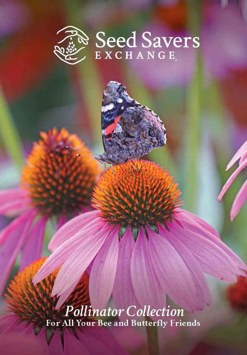 A painted lady butterfly perches atop a 'Purple Coneflower,' a variety in the SSE Pollinator Seed Collection